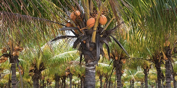 kokosoel-herkunft
