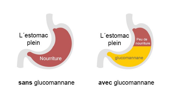effet du glucomannane