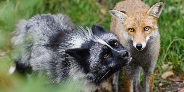 VIER PFOTEN Tierschutz Organisation