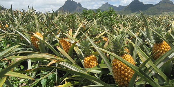 mango-ananaspulver-herkunft