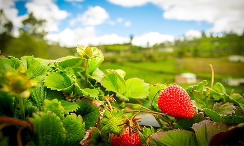 poudre-de-fraise-origine