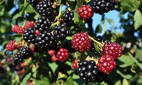 poudre-framboise-mure-origine
