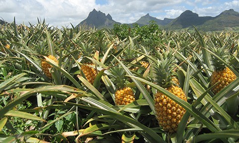 poudre-ananas-mangue-origine