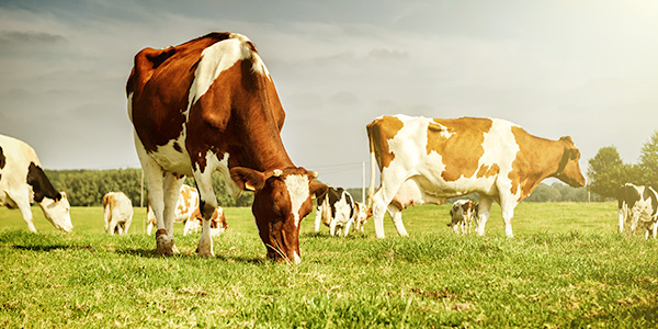 Protéine de whey issue de vaches de pâturages
