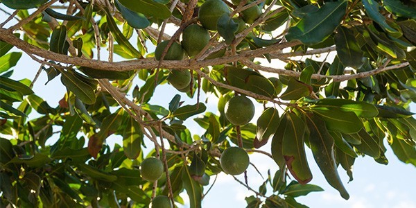 macadamia-herkunft