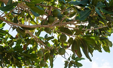 macadamia-herkunft