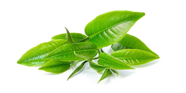 matcha-rohstoff