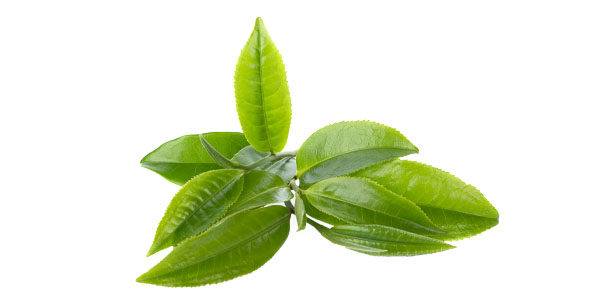 nu3 Bio Matcha Tee - Teeblatt