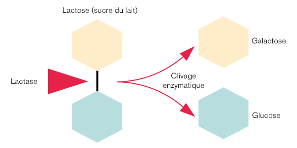Effet de RedCare lactase