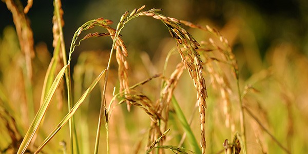 vegan-protein-3k-herstellung