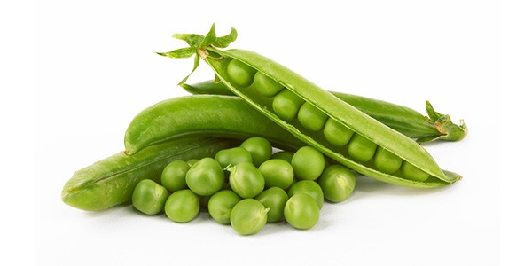 erbsenprotein-rohstoff
