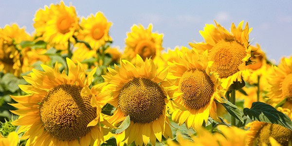 sonnenblumenprotein-herkunft
