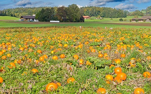 origine de la protéine de graine de courge