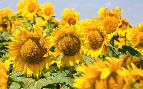 sonnenblumenprotein-origine
