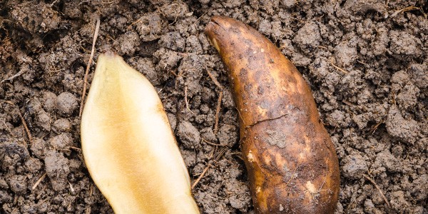 Avantages du sirop de Yacon