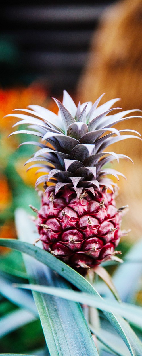 food trends 2018